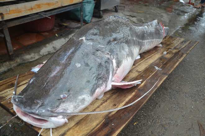 Mọi người ví con cá nặng 102kg này là "thủy quái"