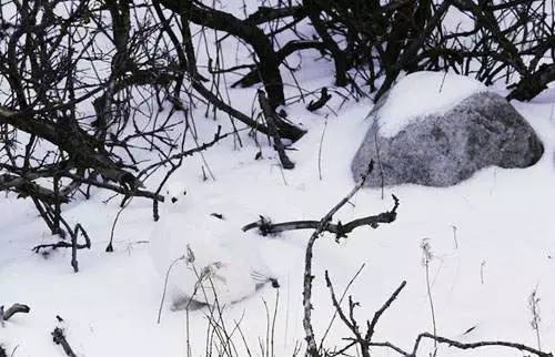 Bạn có nhìn thấy chú chim đang ở giữa những cành cây khô và tuyết