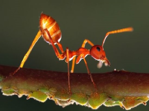 Ngủ mê thấy kiến bị chim bắt ăn