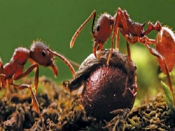 Nằm mộng thấy kiến đỏ, kiến lửa hoặc kiến vàng