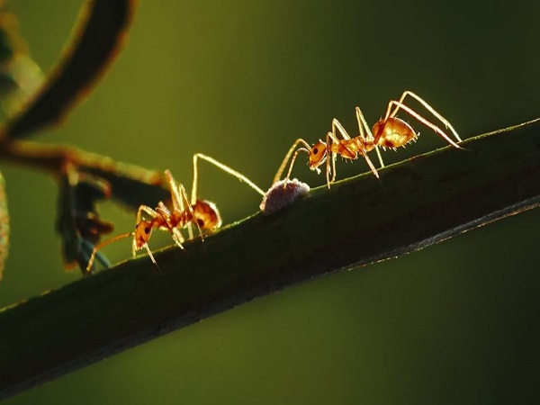 Ngủ mê thấy kiến bò trên các đĩa thức ăn