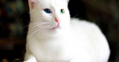 nằm mơ thấy mèo trắng