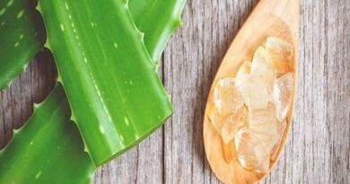 Cách làm mặt nạ nha đam? Tác dụng của nha đam thế nào
