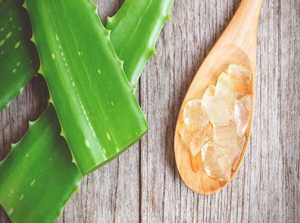 Cách làm mặt nạ nha đam? Tác dụng của nha đam thế nào
