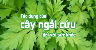 Tác dụng của ngải cứu đối với sức khỏe mà bạn cần biết
