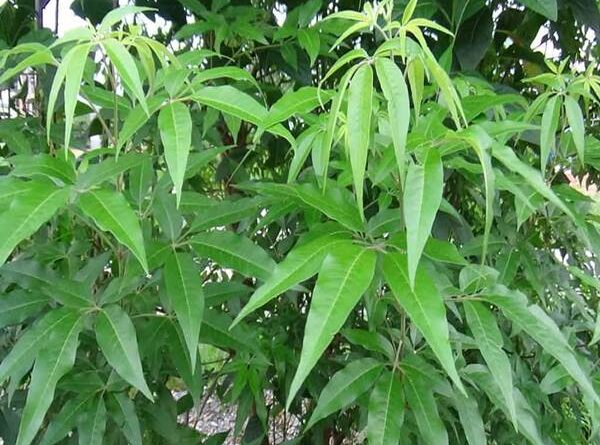 Cây ngũ trảo: Công dụng và bài thuốc trị bệnh từ cây ngũ trảo