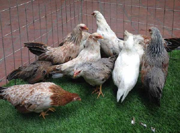 Ngủ mơ thấy đàn gà là điềm báo gì