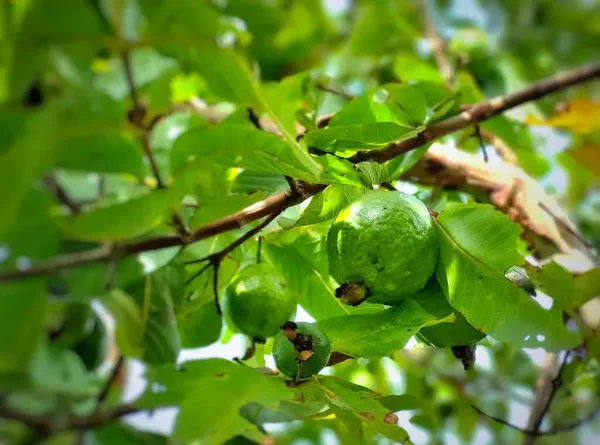 Nhìn thấy cây ổi là điềm gì? Có phải điềm báo cực kỳ lộc lá?