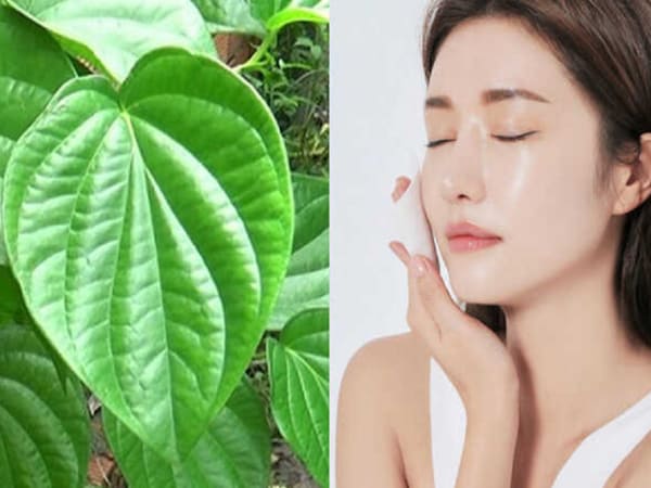 Làm đẹp với lá trầu không