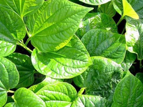 Có bầu ăn lá lốt được không?