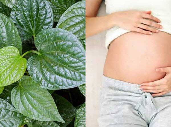 Lá lốt hỗ trợ cải thiện tuần hoàn nếu dùng hợp lý với mẹ bầu