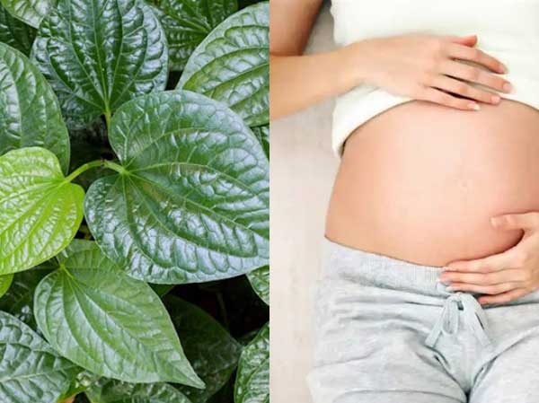 Lá lốt hỗ trợ cải thiện tuần hoàn nếu dùng hợp lý với mẹ bầu