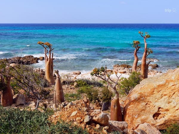 Đảo Socotra Yemen với những bãi biển đẹp đến nghẹt thở