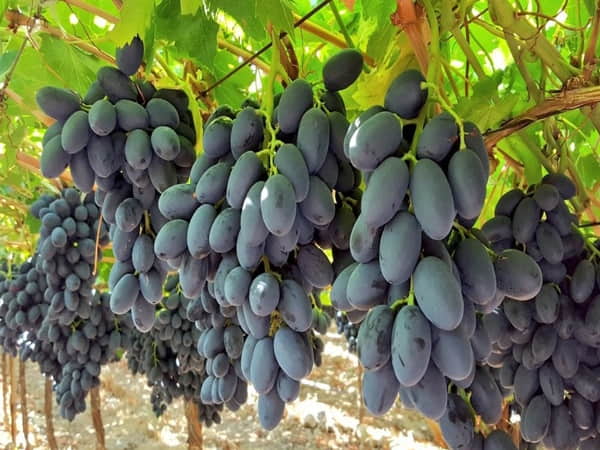 Nho – nguồn dinh dưỡng tự nhiên dồi dào