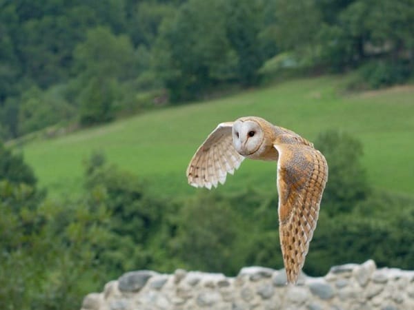 Chim lợn kêu gần nhà – điềm dữ hay điềm lành?