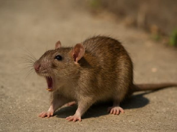 Chuột kêu ban ngày có thực sự là điềm báo xấu?